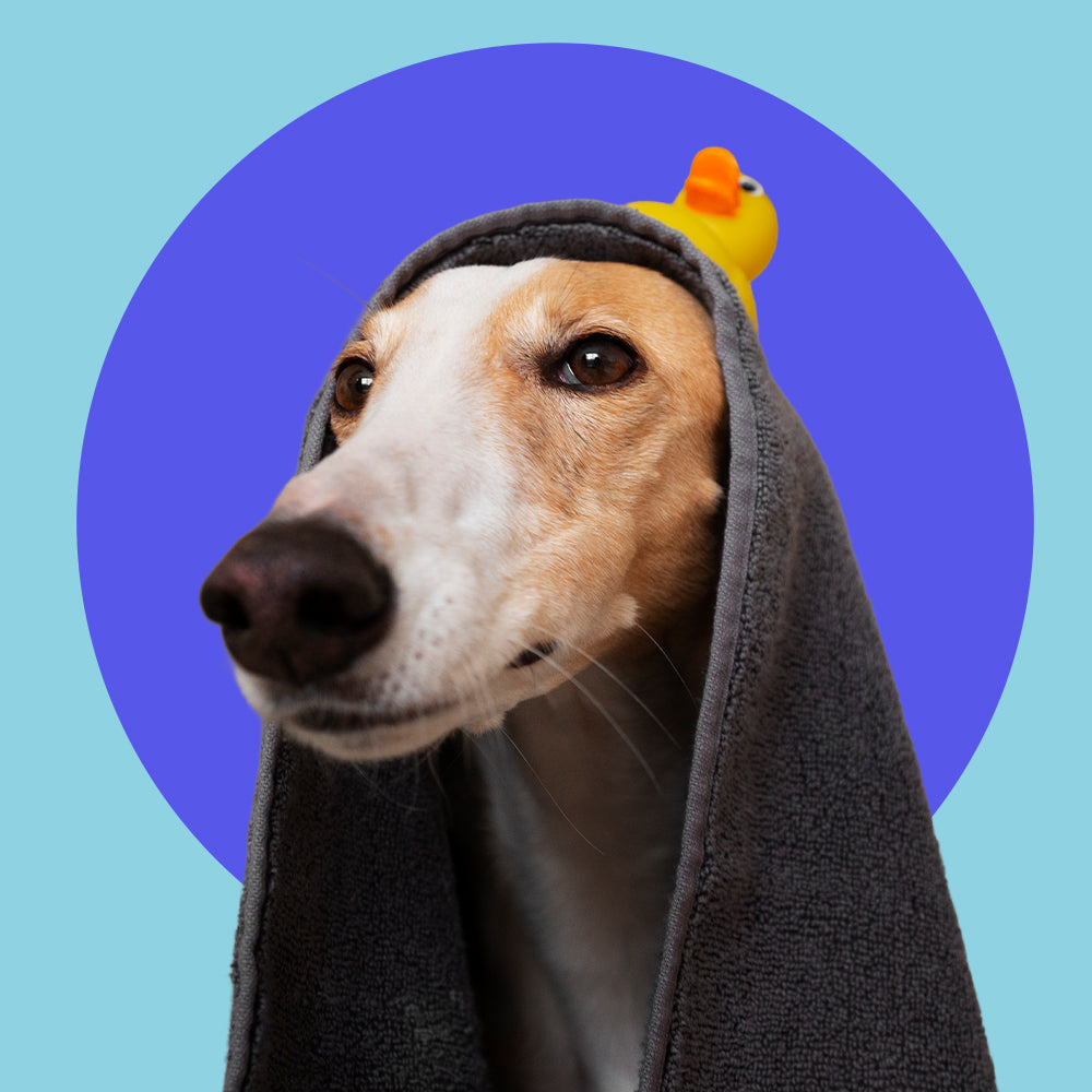 ¿Con qué frecuencia debo bañar a mi peludo?