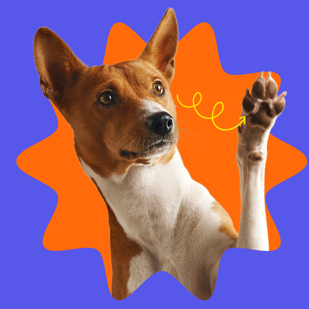 ¿huellas de perro resecas y agrietadas?