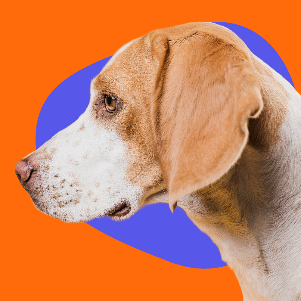 4 cosas que debes hacer si tu peludo o bigotudo tiene la nariz seca