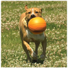 Pelota Basketball de fácil agarre para peludos grandes