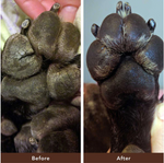 Lata Paw Soother 1 onzas Bálsamo curativo para huellitas