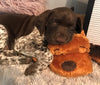 Snugle puppy para calmar cachorros