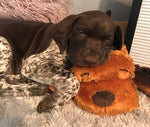 Snugle puppy para calmar cachorros