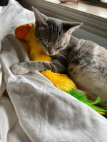 Pato pluma con Capnip